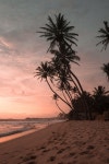 Desert Palm Photos - Free Images & Free stock photos - PxHere