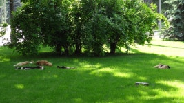 동물원, 유대 동물 4608x2592 - Alexei - 1606530 - 무료 이미지 - PxHere 무료 이미지 : 공원, 녹색, 나무, 목장, 자연 환 ​​경, 자연 보호... 