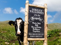 무료 이미지 : 오스트리아, 젖소, 포유 동물과 같은 소, 광고하는, 잔디, 기호, 목장, 가축, 낙농 4096x3045 - Zellner13 - 1449041... 