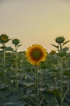 Common sunflower 사진 - 무료 이미지 & 무료 이미지 - PxHere