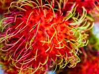 시장, 자연, 영양물 섭취, 람부탄, 빨간, 피부, 단, 조직, 타이, 열렬한, 화이트, Soapberry family, 꽃 피는 식물, 그레 빌라 3200x2400... 