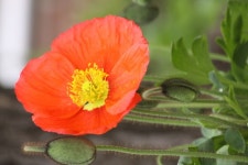 coquelicot, 동양 양귀비, 옥수수 양귀비, 양귀비 가족, 야생화, 금, 식물 줄기, 들, 꿩의 눈, 연간 공장, 목초지 6000x4000 - Francis... 