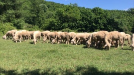 동물 이주, 주둥이, 가축, 들, 대초원, 군중, 목장, 농장, 야생 생물, 농업, 언덕, 자연 보호 구역, 스텝, 숲, 암소 염소 가족, groundcover... 