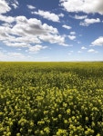 Free Images : landscape, nature, sky, prairie, seed, flower, spring, produce, crop, yellow, agriculture, plain, rapeseed... 