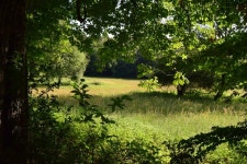 Free Images : landscape, tree, branch, sky, field, meadow, prairie, sunlight, leaf, wildlife, spring, jungle, pasture, savanna... 