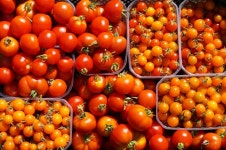 Acerola family Photos - Free Images & Free stock photos - PxHere