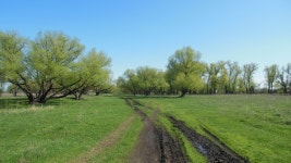 무료 이미지 : 나무, 목초지, 목장, 자연 보호 구역, 생태계, 초목, 하늘, 들, 땅의 제비, 통로, 대초원, 농장, 평원, 농촌 지역, 생체... 