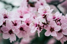 Free Images : japan, flower, petal, branch, pink, spring, close up, flowering plant, twig, pollen, wildflower, cherry blossom... 