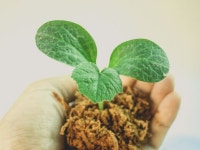 무료 이미지 : 봄, 잎, 녹색, 모, 자연, 성장하는, 생명, 작은, 원예, 새싹, 신선한, 농업, 식물학, 환경, 생태학, 어린 나무, 흙, 더러운... 