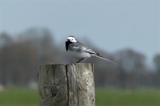 무료 이미지 : 할미새, 목장, 하늘, 부리, 깃, 목재, 작은 가지, 잔디, 비행, 목초지, 꼬리, Loggerhead Shrike, 우는 새, 앉은 새... 