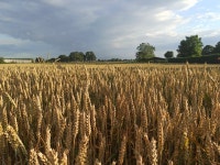Triticale Photos - Free Images & Free stock photos - PxHere - 30