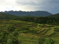 무료 이미지 : 전지, 고지, 테라스, 농원, 산악 지형, 언덕 역, 경치, 들, 농업, 농촌 지역, 목초지, 논, 평원, 식물, 농장, 수확고... 