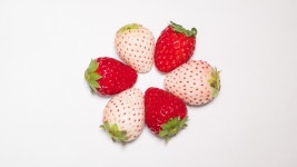 무료 이미지 : 말린 씨앗, 식물, 액세서리 과일, frutti di bosco, 고산 딸기, 슈퍼 푸드, 생기게 하다, 자연 식품 6000x3376... 