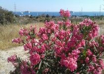 무료 이미지 : 하늘, 바다, 보트, 초목, 꽃들... 식물, 꽃 피는 식물, 경치, 연간 공장, 마젠타, 서브 덤불, 초본 식물, 농원, 정원... 