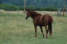 Free Images : grassland, pasture, sky, natural environment, ecoregion, mane, steppe, mustang horse, grass, wildlife, prairie... 