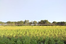 무료 이미지 : 자연스러운, 들, 자연 경관, 자연 환 경, 농장, 목초지, 땅의 제비, 목장, 평원, 농촌 지역, 수확고, 대초원, 나무, 농원... 