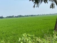 Free Images : Green Feild, farmer, rice, garden, green color, framer, vegetation, nature, natural environment, natural landscape... 