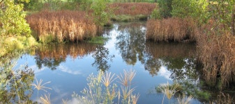 초목, 수변 지역, 바 이유, 은행, 생태계, 나무, 못, 늪, 강기슭 숲, 변소, 작은 만, 잔디 가족, 생체, 홍수터, 호수, 식물, 주립 공원, 펜... 