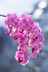 Free Images : flower, petal, purple, terrestrial plant, blossom, magenta, flowering plant, herbaceous plant, annual plant, art... 