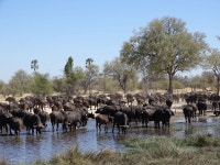 Free Images : herd, animal migration, wildebeest, wildlife, herding, bovine, safari, working animal, ecoregion, cow goat family... 