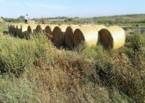무료 이미지 : 축산, 식물학, 녹색, 초목, 하늘, 농업, 나무, 구름, 경치, 잔디 가족, 행사, 들, 농원, 흙, 현금 작물, 수확고, 건초... 