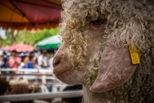 양고기 사진 - 무료 이미지 & 무료 이미지 - PxHere - 26