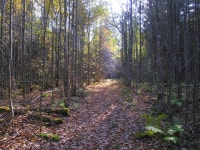 무료 이미지 : 영상, 삼림지, 자연 환 경, 꼬리, Northern hardwood forest, 가문비 나무 전나무 숲, 자연 보호 구역, 열대 및 아열대 침엽수 림... 