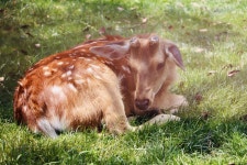 무료 이미지 : 사슴, 동물, 잔디, 소, 목장, 송아지, 방목, 엷은 황갈색, 운동 단체, 칸디다과, 식물, 야생 생물, 마초 2400x1600... 