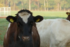 Free Images : cows, curious, standing, together, meadow, holland, looking, morning, sunny, day, foggy, cattle like mammal, dairy... 