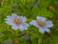 nutkana, 로사 위크 라 아나, 장미 가족, 장미 꽃, California wild rose, 상록 장미, Rosa sericea, 로사 두 말리스, 버넷 장미, 야생화... 