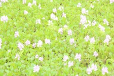 야생화, 목장, 나무 밤색 가족, 스티치 워트, 정원, 신코 포일, Dogwood family, 간장, 핑크 가족 5472x3648 - yojany - 1654199 - 무료 이미지... 