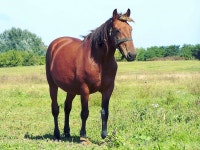 있는, 목장, 종마, 바다, 무스탕 말, 생태 지역, 밤색, 굴레, 들, 잔디, 야생 생물, 농장, 간, 가축, 경치, 스텝 3125x2344 - Elstef - 1604999... 