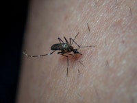 무료 이미지 : 모기, 급송, 해충, 무척추 동물, 피부, 닫다, 유기체, 손, 기생물, 절지 동물, 매크로 사진, 야생 생물, 거미, 막... 