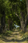 목장, 들, 그림자, 하늘, 오래된 성장의 숲, Northern hardwood forest, 식물 줄기, 정원, 열대 및 아열대 침엽수 림, 발 디비 안 온대 우림... 