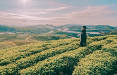 무료 이미지 : 인용 부호, 벽지, 경치, 미술, 사진술, 포도 수확... 목초지, 농장, 산, 햇빛, 나무, 꽃, 구름, 잔디 가족, 관목, 식물 공동체... 