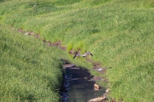목초지, 조수 습지, 경치, 잔디 가족, 부리, 대초원, Freshwater marsh, 육상 동물, 해조, 수변 지역, 들, 흙, 목장, 조개목, 야생 생물... 