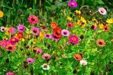 Wildflowers Photos - Free Images & Free stock photos - PxHere