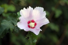 Swamp Rose mallow 사진 - 무료 이미지 & 무료 이미지 - PxHere