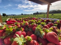 무료 이미지 : 식물, 농장, 과일, 목초, 생기게 하다, 야채, 대황, 시원한 이미지, 화분, 멋진 사진, 자연 식품, 현지 음식, 슈퍼 푸드, 잎... 