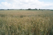 무서운, 현금 작물, 귀리, 더럼, 경치, 농장, 병아리, Khorasan wheat, 에머, 목장, 논, teff 4912x3264 - piotr1 - 1585589 - 무료 이미지 - PxHere... 