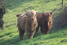 무료 이미지 : 포유 동물, 척골가 있는, 뿔, 텍사스 롱혼, 목장, 가축, 야생 생물, 황소, 방목, 육상 동물, 야크, 주둥이, 잔디, 암소 염소... 