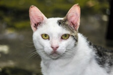 무료 이미지 : 가토, 포유 동물, 척골가 있는, 중소형 고양이, 구레나룻, 흰개미, 애기 고양이, 식인종, 눈, 코, 아메리칸 와이어 헤어... 