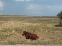 무료 이미지 : 생태계, 잔디 가족, 생태 지역, 빨대, 목초지, 대초원, 관목, 스텝, 야생 생물, 상품, 식물 공동체 5184x3456 - Anh102... 