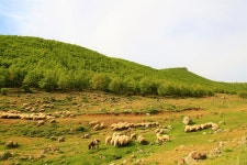 무료 이미지 : 양, 대군, 동물, 시골의, 목장, 방목, 아름다운, 자연스러운, 숲, 목초지, 자연 경관, 자연 환 경, 고지, 녹색, 언덕... 