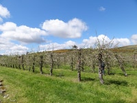 경치, 목장, 식물 공동체, 수확고, 야생화, 평원, 농원, 적운... 경치, 목장, 식물 공동체, 수확고, 야생화, 평원, 농원, 적운, 농장... 