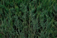 Artemisia Photos - Free Images & Free stock photos - PxHere