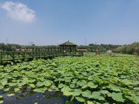 무료 이미지 : 로터스, 하늘, 식물 공동체, 구름, 식물학, 신성한... 여행, 농장, Freshwater marsh, 프로 테일 즈, 초본 식물, 적운 4000x3000... 