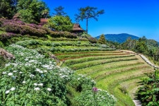 공원, 하늘, 견해, 꽃들, 녹색, 자연스러운, 벽지, 나무, 집 밖의... 농원, 농장, 관목, 야생화, 관광 명소, groundcover, 조경, 다년생 식물... 