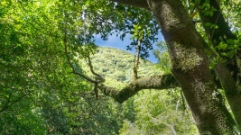 무료 이미지 : 초목, 밀림, 나무 줄기, 삼림지, 녹색, 자연 보호... 이미지 : 초목, 밀림, 나무 줄기, 삼림지, 녹색, 자연 보호 구역... 