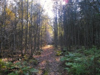 무료 이미지 : 영상, 삼림지, 자연 환 경, Northern hardwood forest, 자연 경관, 자연 보호 구역, 온화한 넓은 잎과 혼합 숲, 생체, 꼬리, 열대... 
